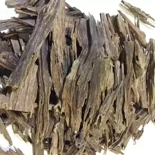 Agarwood-aloeswood-oud-oudh-gaharu seedlings